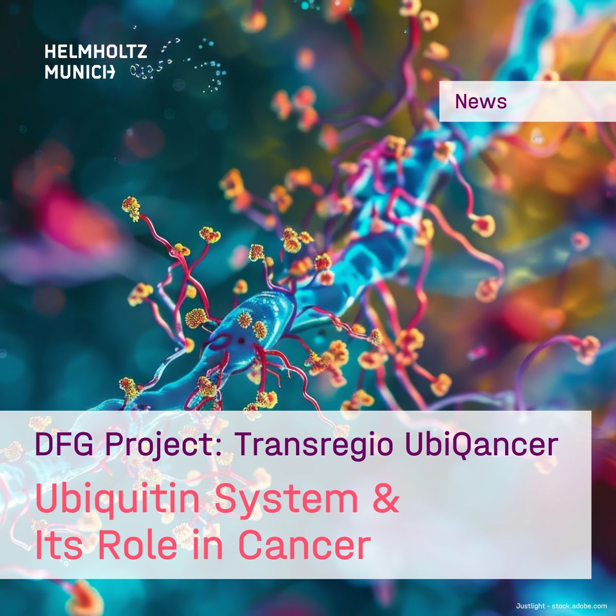 #HelmholtzMunich Contributes Expertise to #DFG Project: Transregio #UbiQancer

💡The 18-million-euro initiative will explore the role of the #ubiquitin system in #CancerTherapies.
👉t1p.de/ap1mk

🧑‍🔬#HelmholtzMunich researchers including Prof. Markus Diefenbacher, Dr.