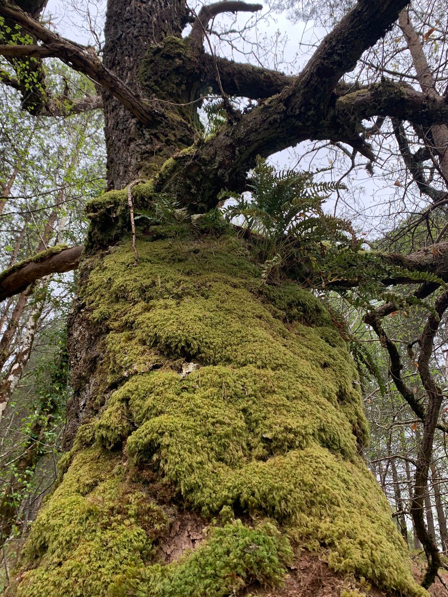 The Alliance for #ScotlandsRainforest currently supports seven landscape-scale rainforest restoration projects that now cover more than 200,000ha. That's around 10% of the 'rainforest zone'! Find out more about them here: buff.ly/4cWw5C8
📷 Jillian Donnachie