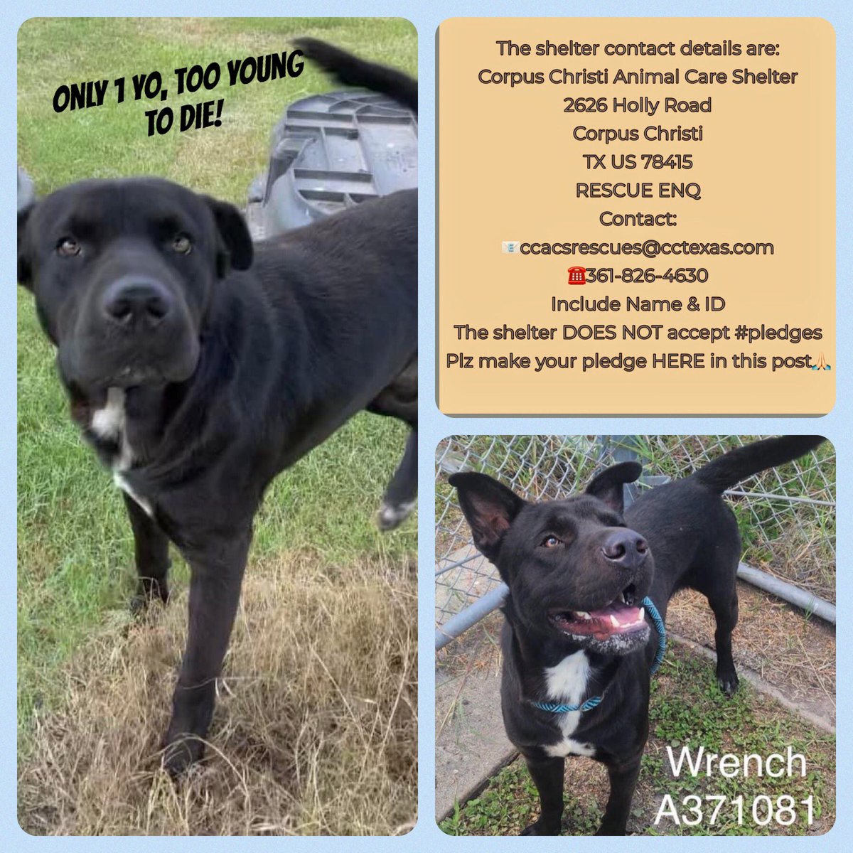 SamfromSpain's tweet photo. 🆘What a beautiful 🐕‼️
WRENCH #A371081
How can you kill a 1 yo Lab mix so friendly/sociable, Corpus Christi ACS⁉️ No reason 2 put him down 9/16‼️
Tolerant in 🐕 play group, he has it all,
PLEDGES needed 4 #RESCUE
#FOSTER
#ADOPT this perfect pet https://t.co/RLRbHzMxH1