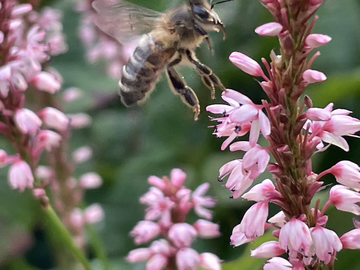 ZwartblesIE's tweet photo. Several days rolled into one. Loads of pollinators at work &amp; stampedes https://t.co/gQ77vk2RCD via @YouTube Swallows have now gone, till next spring. House martins will soon follow. Autumn closes in as days shorten with a chill in the air. Daily I work to improve biodiversity. https://t.co/Ek15IoefgX