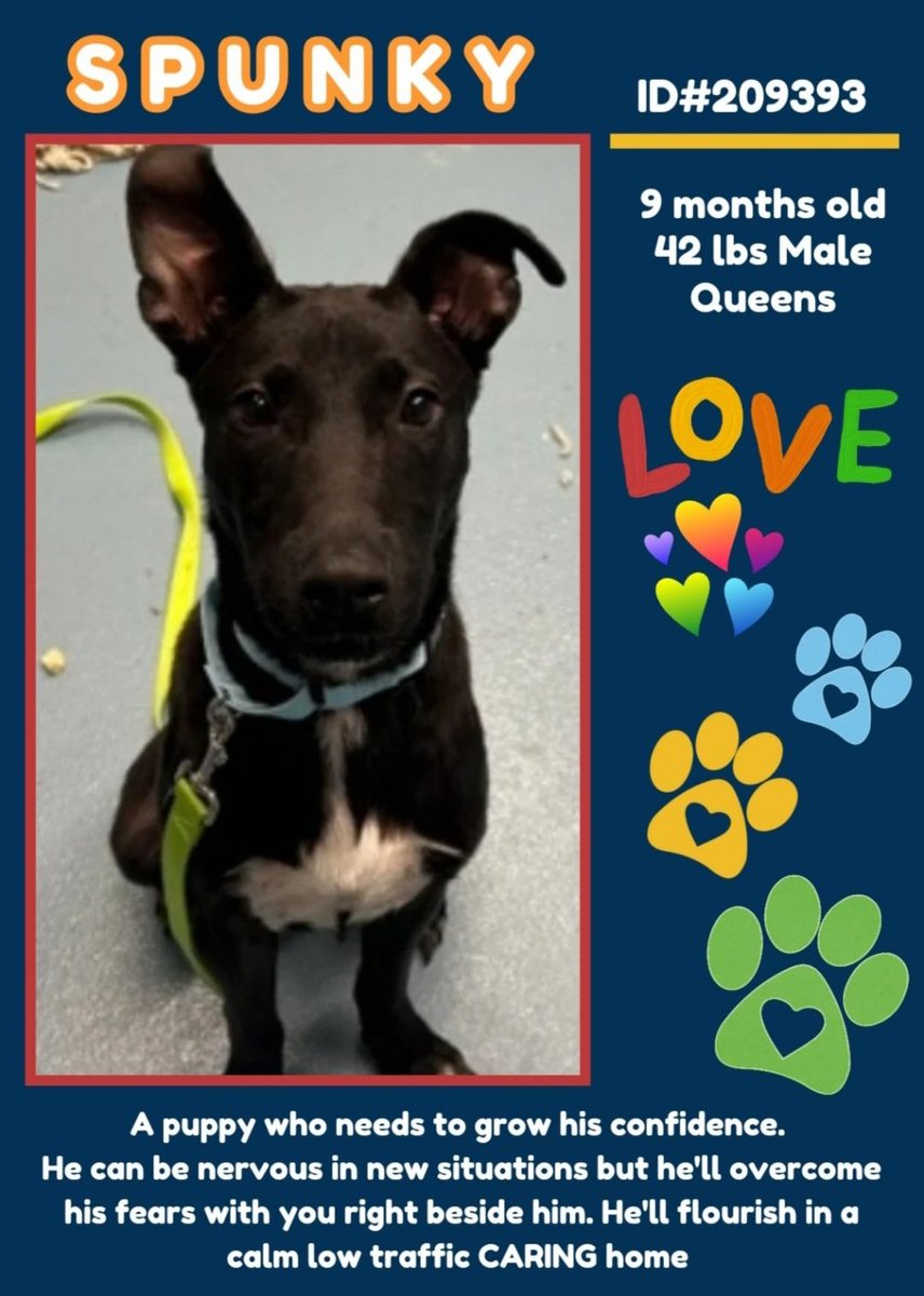 TAV4ACCMedicals's tweet photo. Spunky 209393
New Intake #NYCACC
Just 9 months old
Likes slow introductions
Nervous, needs love and reassurance
Please help Spunky find a great home!
https://t.co/qjwcZyOuwD
#pledge #foster #adopt https://t.co/GS7qhjVHYh