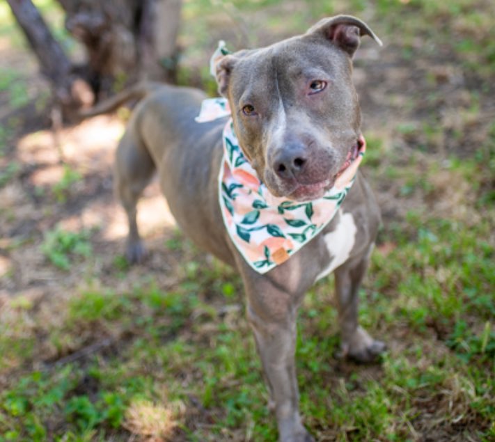 Dubs4Mutts's tweet photo. #AdoptDontShop Will you #AdoptMe?
🐕🦺 Toby 💖 has been at the #NYCACC shelter in #NewYork for 114+ days! She’s a 5yo 42lbs beautiful girl that is ready to go to a forever 🏡♥️ Apply https://t.co/iVbQXHGL7D Can you #FosterMe to help #RescueMe? DM @CathyPolicky #FostersSaveLives https://t.co/ui8XNBVsZn