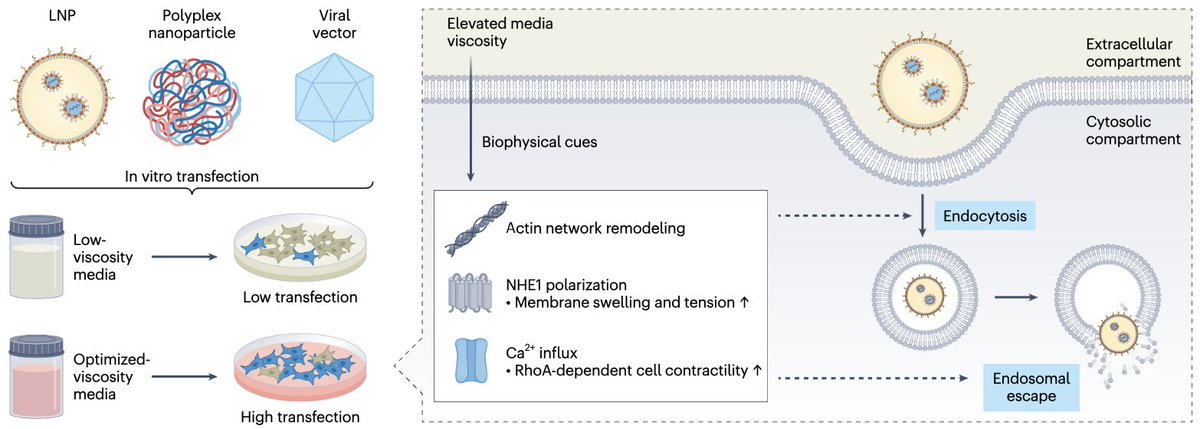 Mike Mitchell (@mjmitchell_lab) on Twitter photo Check out our latest in Nature Chemical Engineering <a href="/NatChemEng/">Nature Chemical Engineering</a> led by <a href="/MJMitchell_Lab/">Mike Mitchell</a> PhD student <a href="/ASThatte2/">Ajay Thatte</a> and Postdoc <a href="/DongyoonKim5/">Dongyoon Kim</a> on Hai-Quan Mao's work identifying fluid viscosity as a key biophysical parameter governing gene delivery!
Free access: rdcu.be/dTD2b Check out our latest in Nature Chemical Engineering <a href="/NatChemEng/">Nature Chemical Engineering</a> led by <a href="/MJMitchell_Lab/">Mike Mitchell</a> PhD student <a href="/ASThatte2/">Ajay Thatte</a> and Postdoc <a href="/DongyoonKim5/">Dongyoon Kim</a> on Hai-Quan Mao's work identifying fluid viscosity as a key biophysical parameter governing gene delivery!
Free access: rdcu.be/dTD2b