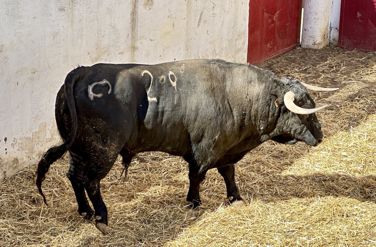 RNunezTorero's tweet photo. 🟣 Nueva cita hoy por la vía de la sustitución:

📍Navalcarnero (Madrid)
🗓️ Miércoles 11 de septiembre | 18:30 horas

🐂 Novillos de María Cascón

⚔️ Rubén Núñez, Nek Romero y Pepe Luis Cirugeda.

🏥 Le deseamos una pronta recuperación a Aarón Rodríguez. https://t.co/CpkBENgtaE