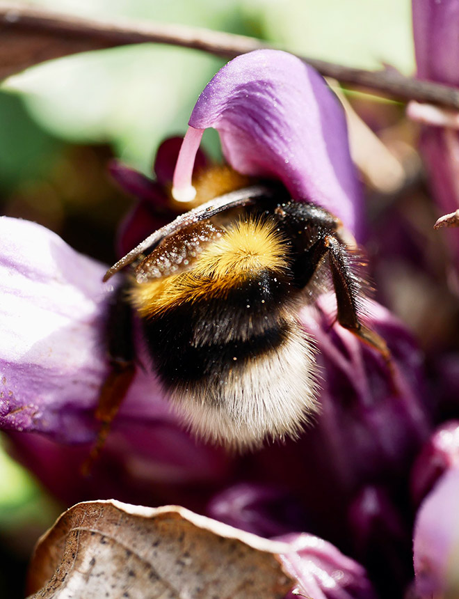 beebuiltsupply's tweet image. Sometimes you just need to stop and smell the flowers... or dive right in! 🐝💜 #BumblebeeLove #NatureCloseup #PollinatorPower

📷 sadanduselesshumor 34
