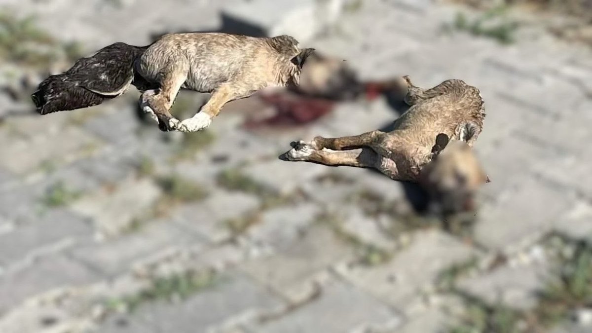 brlstr1's tweet photo. Sakarya Arifiye'de 3 sokak köpeği katledildi. 

Gururla geçirilen katliam yasasından sonra yüzlerce kedi, köpek öldürüldü. 
@SakaryaValiligi
#SokakHayvanlarıSahipsizDeğil https://t.co/qRBz4rMX2j