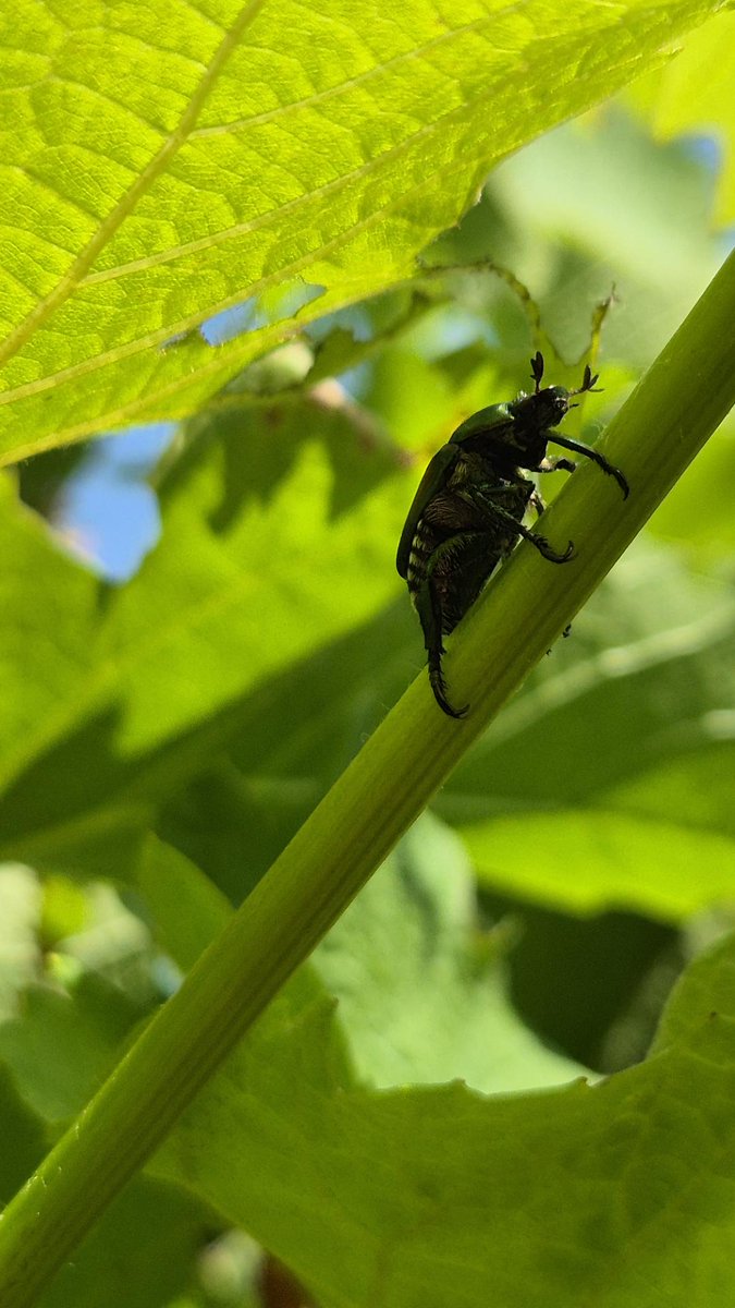 IPM Popillia tweet media