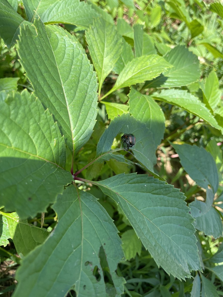 IPM Popillia tweet media