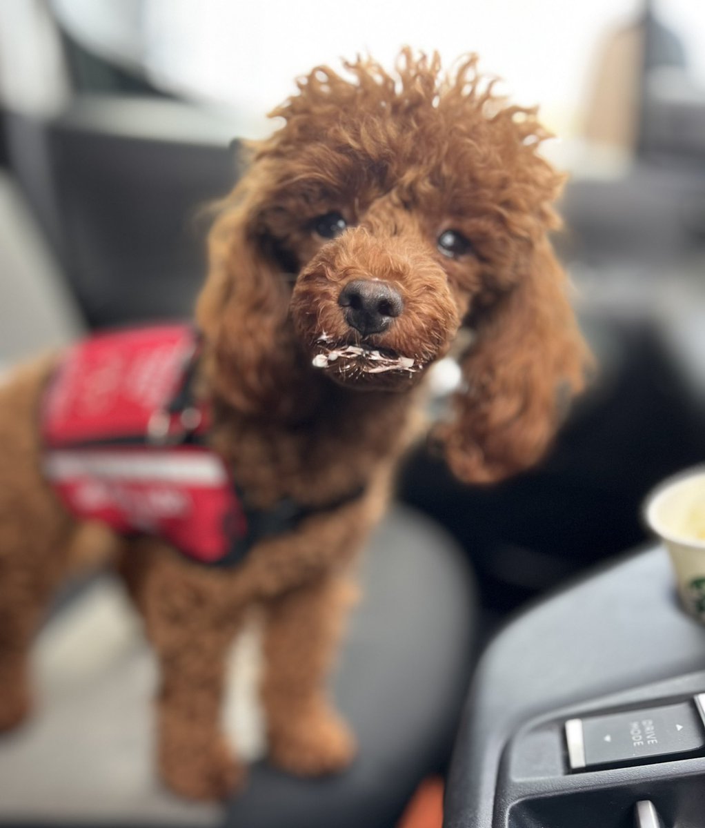 On behalf of all hardworking assistance dogs, Freddie offers thanks, adulation &amp; sticky kisses to <a href="/StarbucksUK/">Starbucks UK</a> for puppachinos  provided without fee or expectation unlike capitalist profiteers who charge 50p (aka <a href="/CostaCoffee/">Costa Coffee</a>) 
#assistancedog #Disability #starbucks #costa