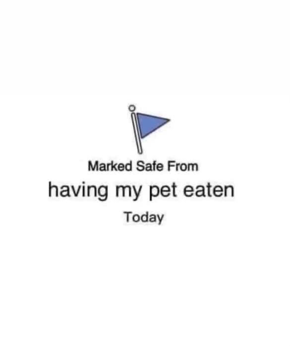 Lightning is safe and in his cage. My immigrant wife promised not to eat the guinea pig.