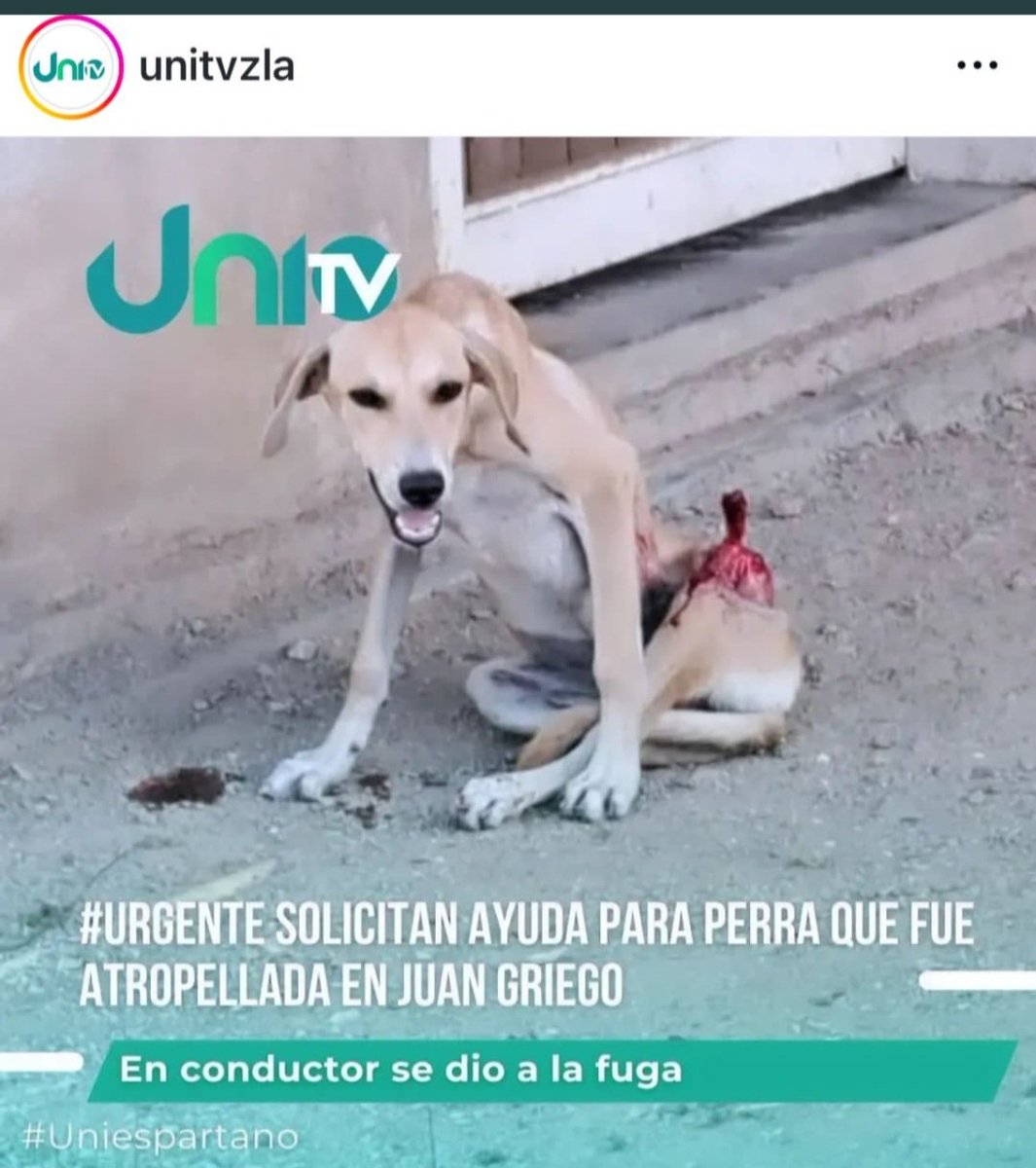 margaritapets tweet media