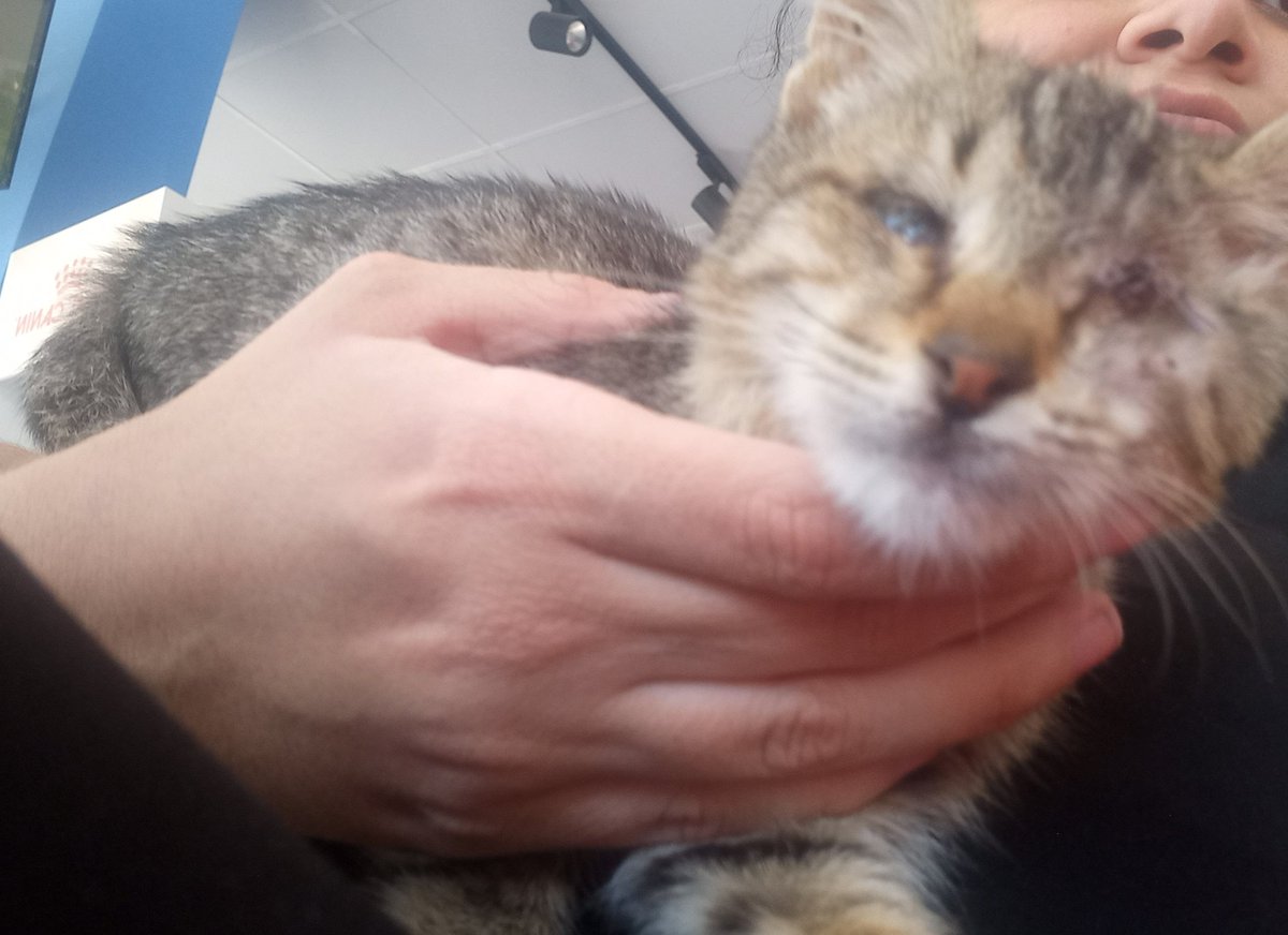 gidebilsin's tweet photo. Düdük yuva arıyor!!! Şu an Manisa'da ama nakil mümkün. Bir gözü alındı diğeri de görmüyor( bir umut damlalarına devam ediyor ama :(). Klinikteki tedavisi bitti geçici yuvada sadece 5 günü kaldı. Parazit tedavisi ve 2 karma aşısını oldu. Bu gurgur bebek artık ailesine kavuşsun🥹💕 https://t.co/7QDEjbjgrJ