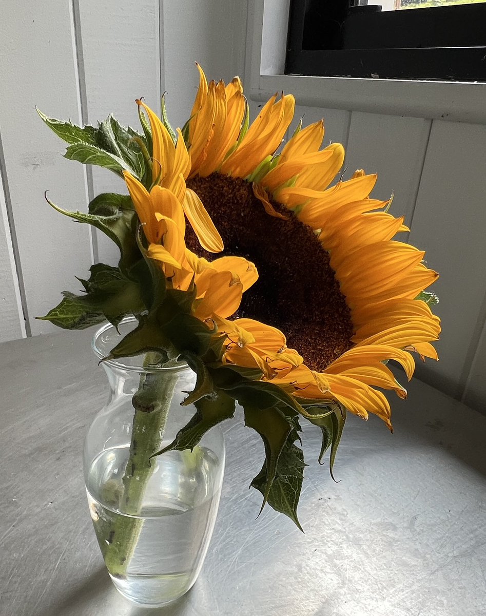 jp7394's tweet photo. Indeed, where life cultivates, you flourish with elegance... Helen Keller once said,
'Keep your face to the sunshine and you cannot see the shadows. It's what the sunflowers do. Wishing you a serene
afternoon!
#sunflower #sunflowerlove #sunflowerseeds #sunflowerphotography https://t.co/RUF1ue8jcY