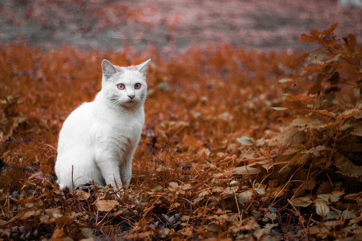 PaWonderz's tweet photo. Autumn's spirit, captured in white 🐾🍂 
#FallFeline #AutumnVibes #MajesticCat #GoldenDays https://t.co/mIPdXeEIc9