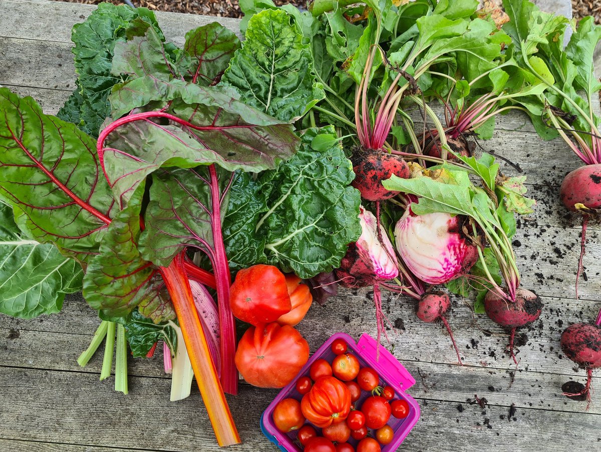 A good day's harvesting at the allotment before the rain hits ☺️