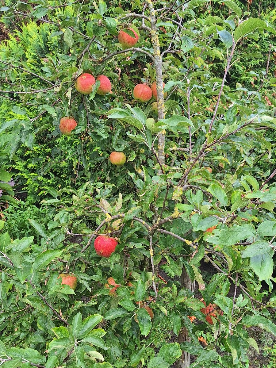 FutureSound20's tweet image. 😋🍎 #garden #Apple #tastybites #Homegrown #delicious  #GardenersWorld #harvest2024