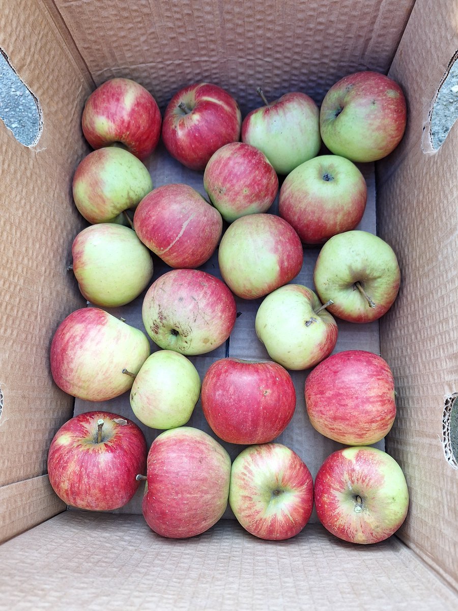 FutureSound20's tweet image. 😋🍎 #garden #Apple #tastybites #Homegrown #delicious  #GardenersWorld #harvest2024