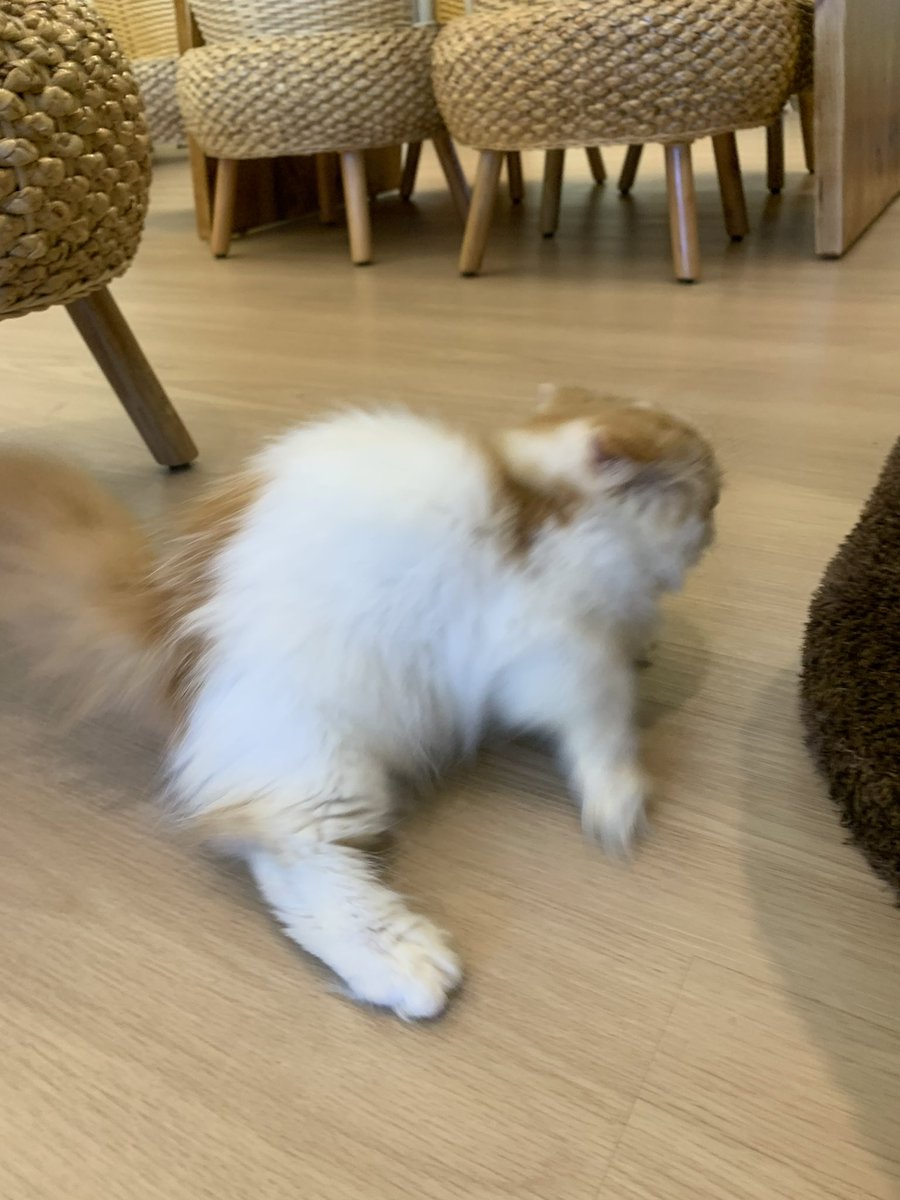 Faline San tweet media