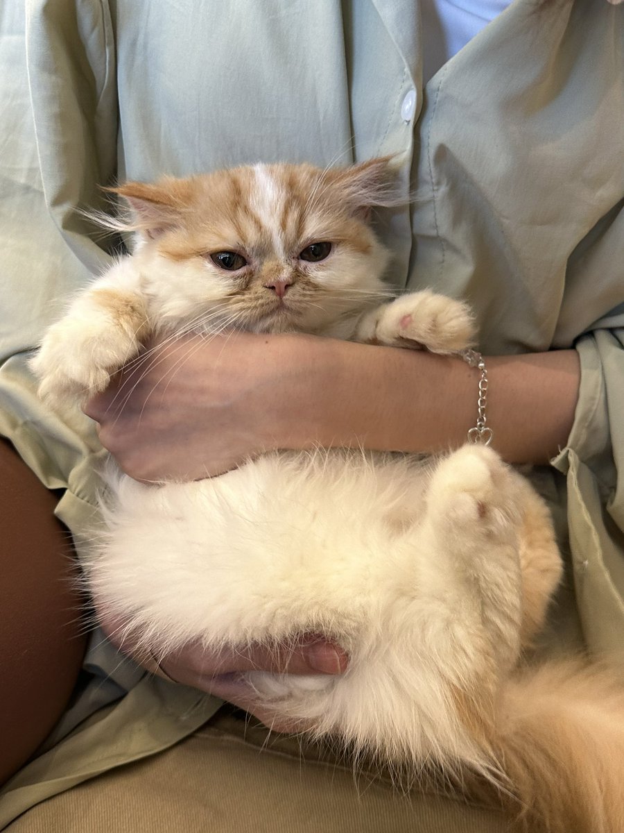 Faline San tweet media