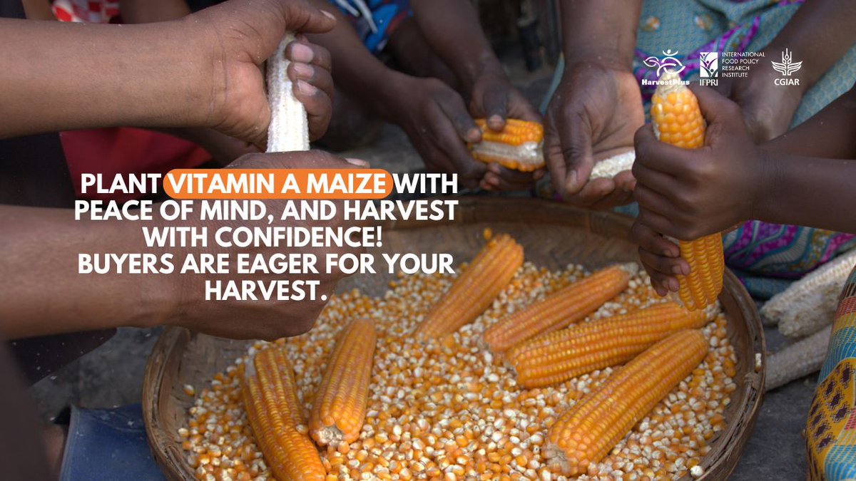 Excited to grow Vitamin A maize next farming season?
Would the Grain Marketing Board (GMB) buy this maize? Don't fret! GMB purchases orange maize at the same price as white maize. Plus, private buyers also buy orange maize from farmers.🌽