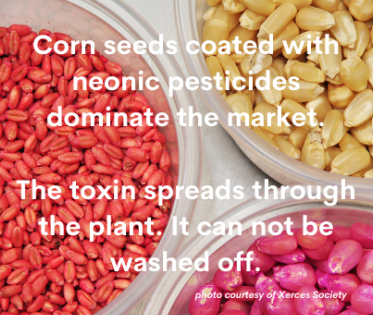 Pollinator_NN's tweet photo. Only 5% of the pesticides on neonic-coated seeds is taken up into the plant, according to industry research. The remaining 95% moves through soil and air into waterways.  To learn more visit https://t.co/Lq298rvvDh https://t.co/5s0SlEE780