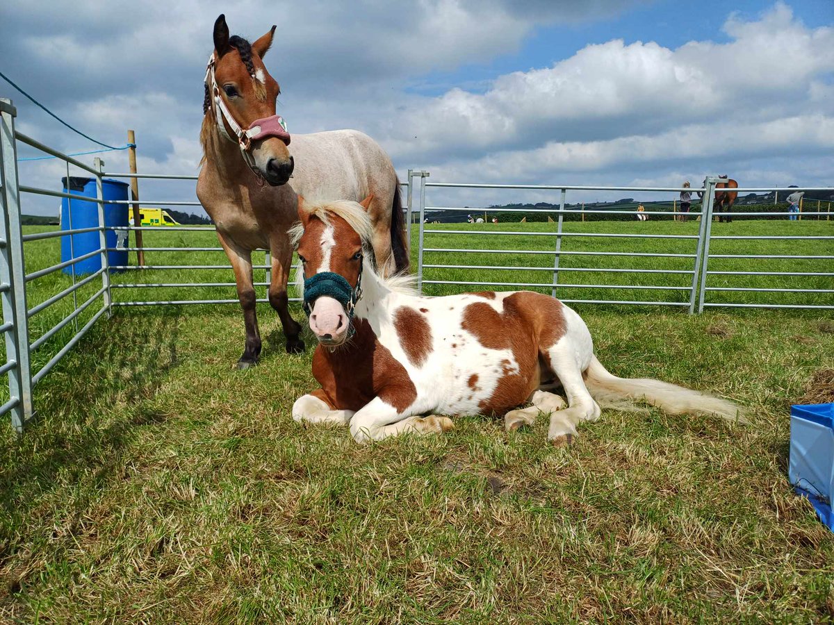TheHugsFoundat1's tweet image. We were honoured to attend the Lanlivery Vintage Rally. We had two of our ponies and an information stand at the event on different days. We really enjoyed meeting everyone, and our horses Pumpkin &amp;amp; Kallie had a great time too. #helpingothers #eventlife #lanliveryvintagerally
