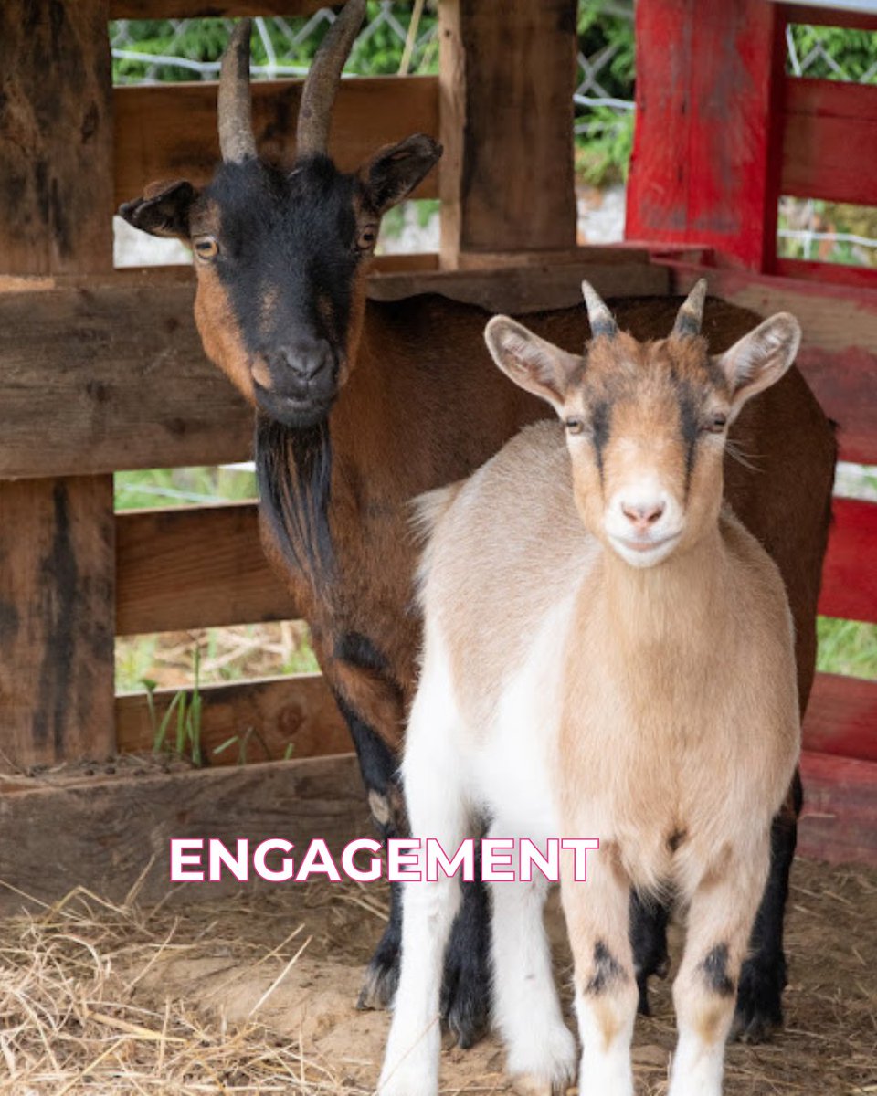 Arlette soutient la Ferme O Quatre Vent, refuge pédagogique dédié à la réhabilitation des animaux maltraités ou abandonnés. 🐾

◽ Communication digitale
◽ Création docs
◽ Aide en refuge

On en discute ?

Arlette
Devenez qui vous êtes

#ArletteAgency #communication #marketing