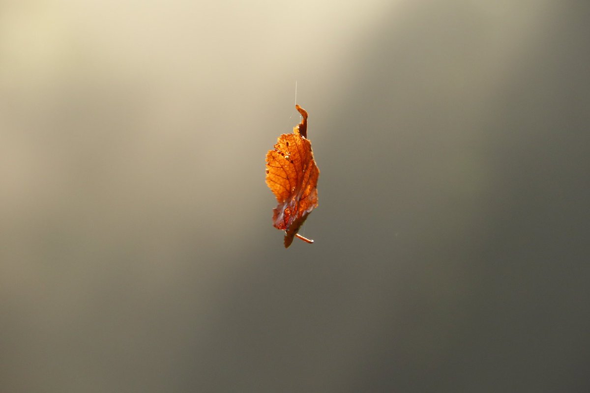 Elsbeth Kwant tweet media