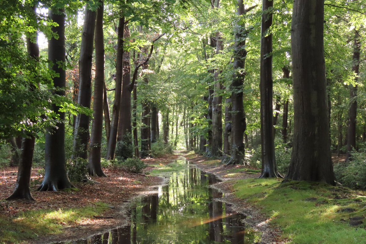 Elsbeth Kwant tweet media