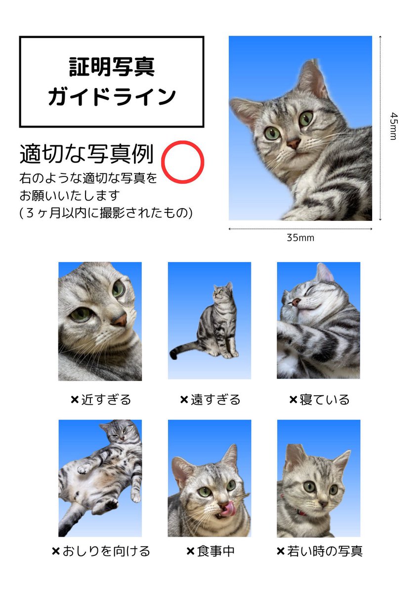 _mkw_07's tweet photo. しらす、証明写真を撮る。🐱 https://t.co/HXMKt1huij
