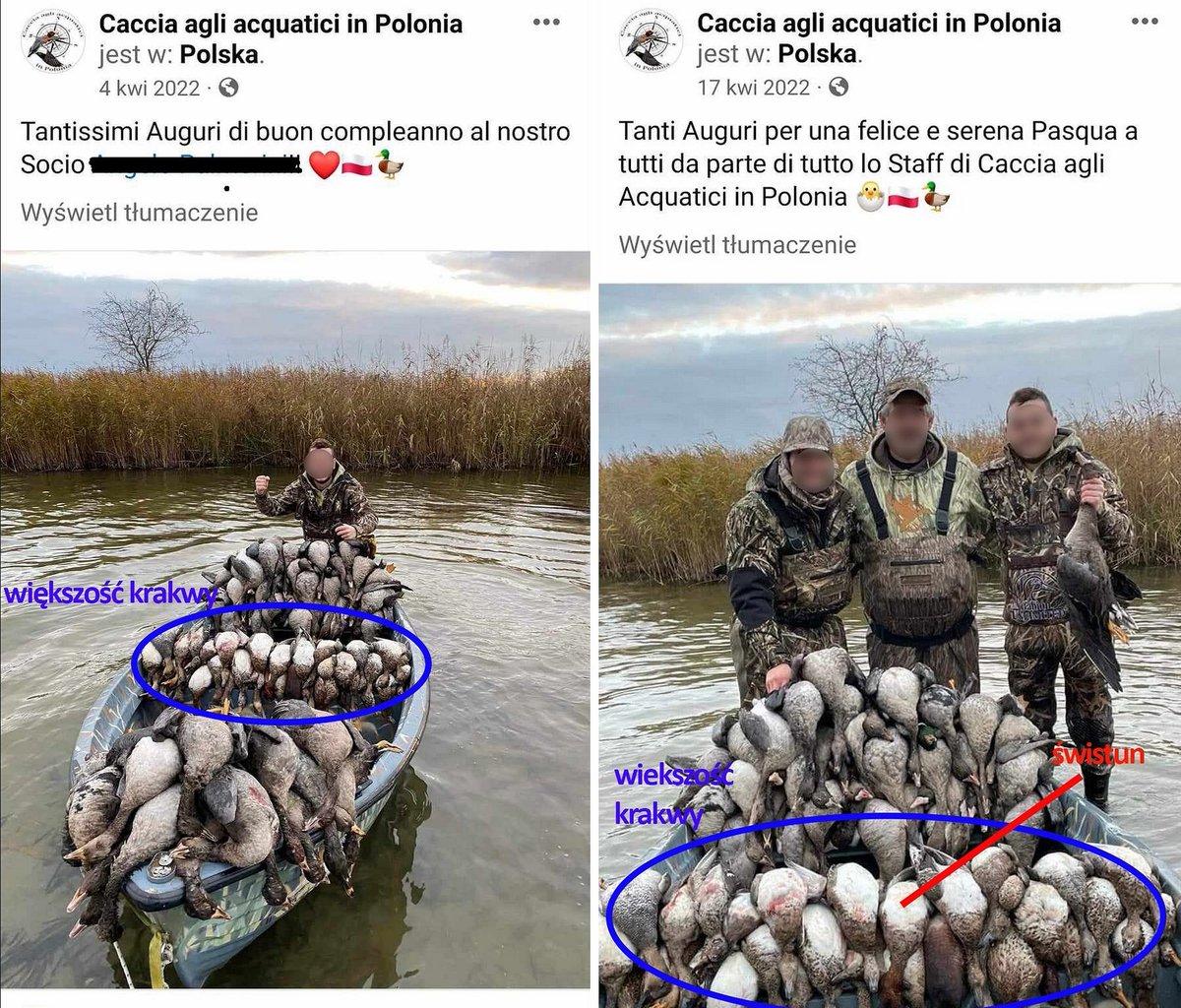 Łodzie uginają się od trupów ptaków, w tym dziesiątek gatunków prawnie chronionych - to efekt zabaw włoskich myśliwych, którym polscy koledzy (nie za darmo) organizują polowania w naszych najcenniejszych ekosystemach. Fani łowiectwa zaraz nam wyjaśnią, że to wszystko dla dobra