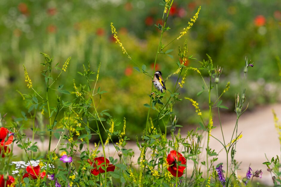 RHS_Rosemoor's tweet image. Learn new skills at one of our workshops coming soon:

🐞 Gardening for Wildlife Sun 15 Sept bit.ly/3TrDQIv
📷 Garden Landscape Photography Sun 15 Sept bit.ly/3XFnH3J
✂️ Hedgecutting Walk &amp;amp; Talk Thurs 19 Sept bit.ly/4dWnu2W

#visitdevon #visitexeter