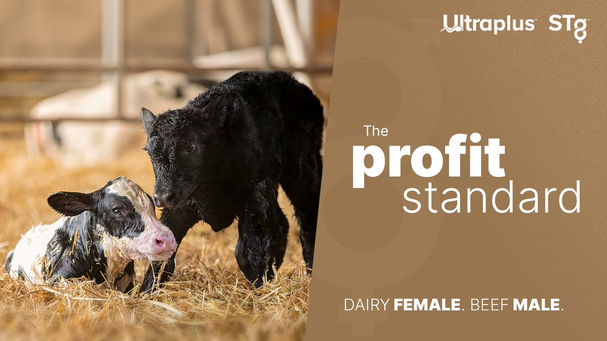 STgenetics's tweet photo. Be precise, make dairy female calves for your future herd and beef male calves from your lower genetic group. With the precision and fertility of #STgenetics #Ultraplus™ along with #BeefAddOn™, dairy farmers can successfully create the next generation of their herd! https://t.co/orCheFUF9a
