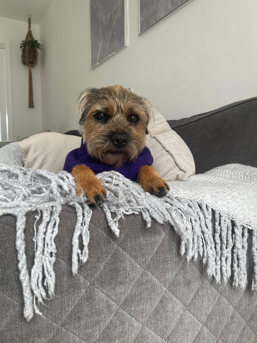 willowborder's tweet image. Looks like it’s time for my jumper to come back on 🟣 🥶 #btposse