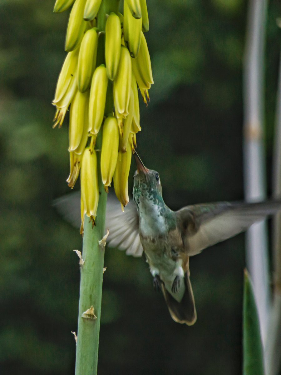 Empieza tu día, observando este hermoso momento en la naturaleza. 
#Guayaquil