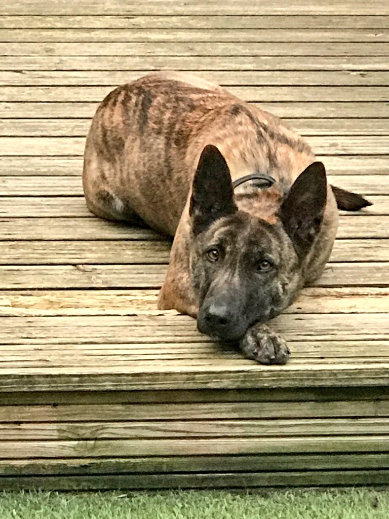 Railway Dogs Benevolent Fund tweet media