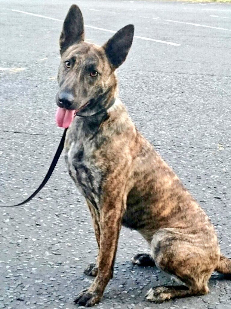 Railway Dogs Benevolent Fund tweet media