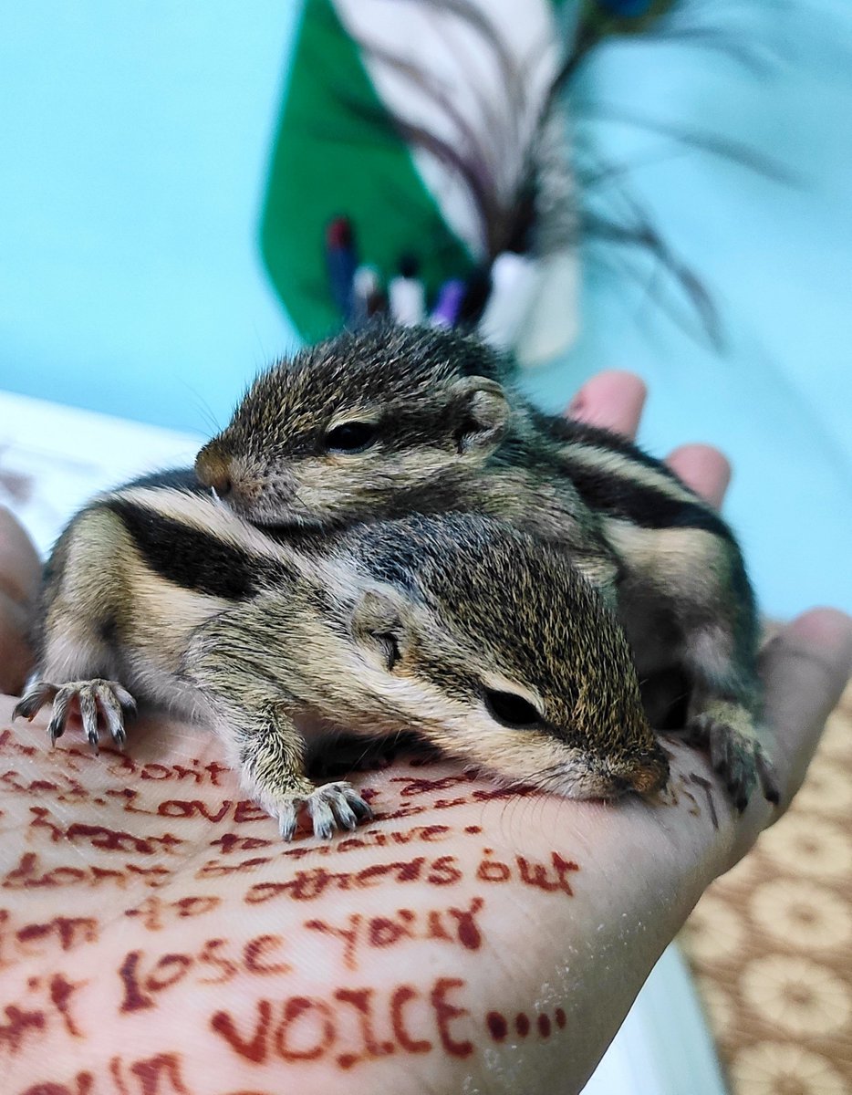 Shyamli_Kashyap's tweet image. •~Quote share your photo of 2's any subject  😍😍

#gillu❤️