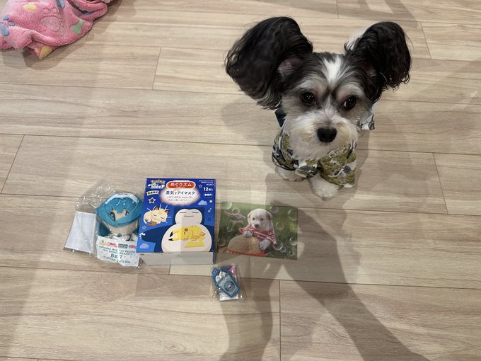 事務所に届いたプレゼント、お家に届きました🥰❤️ いつも沢山ありがとう🥺✨ うれしすぎる〜🥰  ぐーちゃんにもありがとう🤗すきなものいっぱい🫣🍀 ミクさんもかわいい！！🥰 https://t.co/T