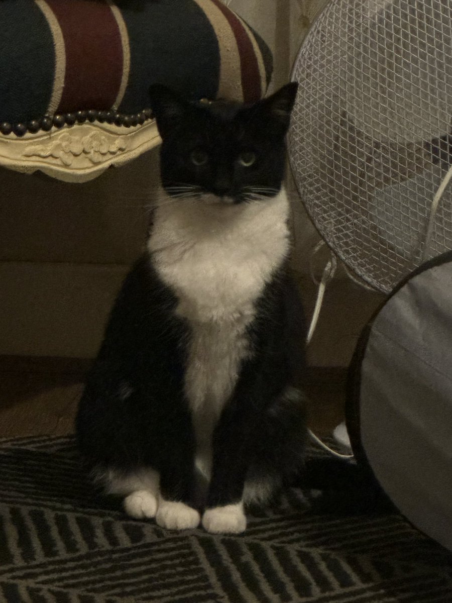 guiltyandfast's tweet photo. My mums cat is so upsetting to look at https://t.co/dIeQVy77tP
