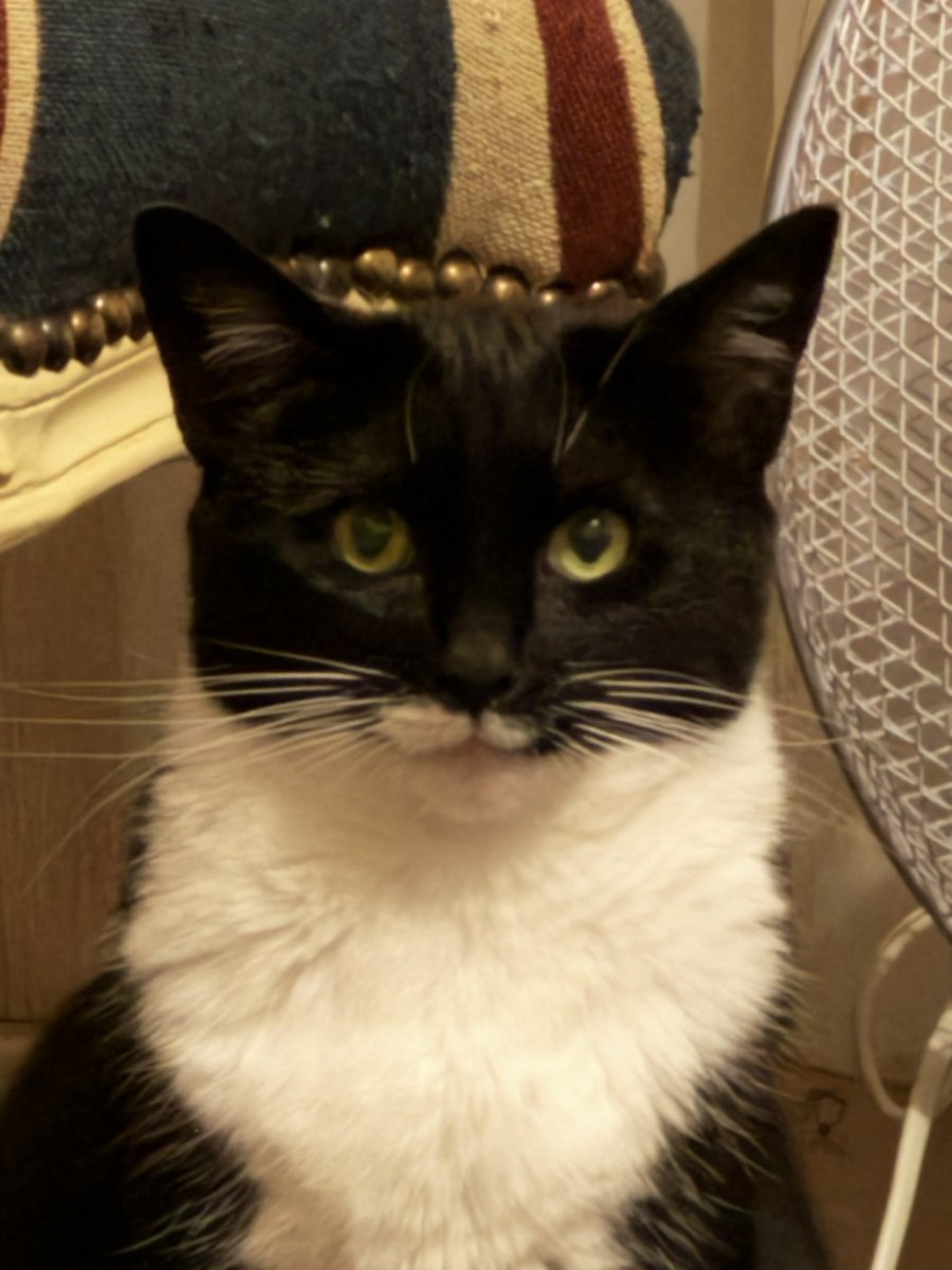 guiltyandfast's tweet photo. My mums cat is so upsetting to look at https://t.co/dIeQVy77tP
