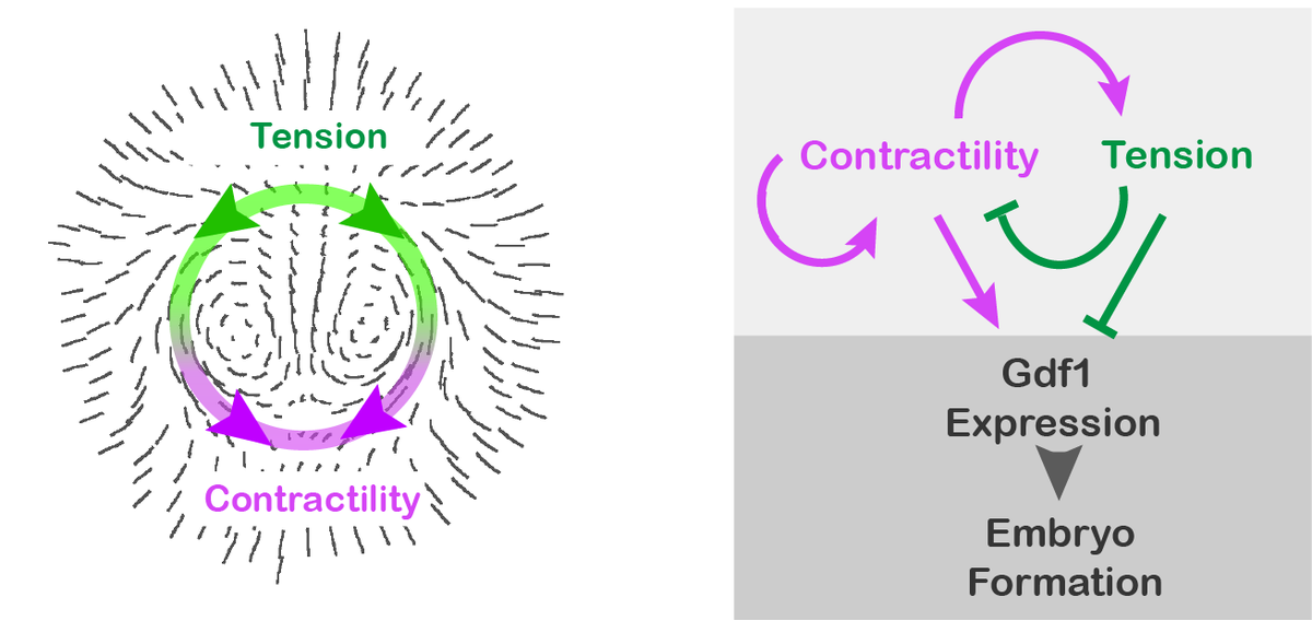 In this article, we show that ‘embryonic regulation’, the ability of embryos to adapt to perturbation (and to cope to inherent variability), is driven by self-organized tissue mechanics, upstream of Gdf1, whose expression is sufficient to trigger embryo formation in avians.