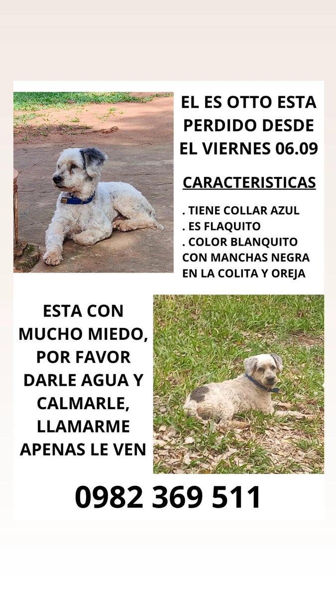 Salvando Hocicos Paraguay tweet media