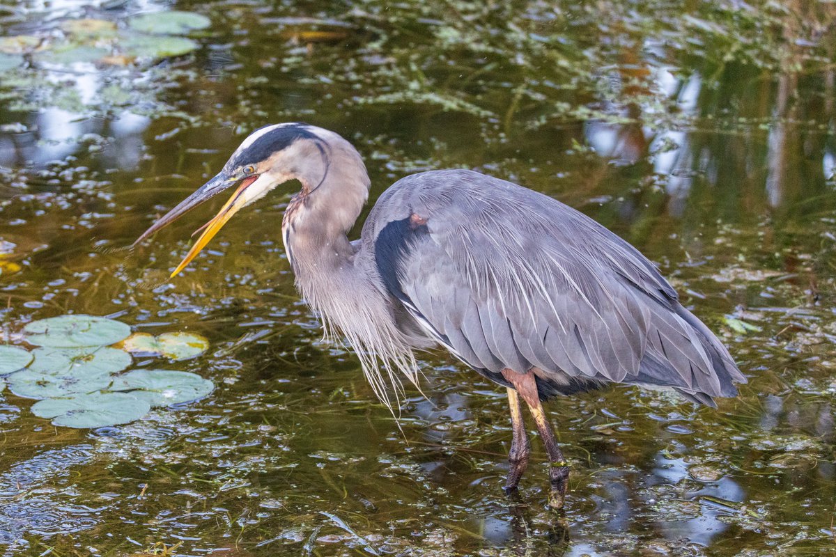 Paul Lantz tweet media
