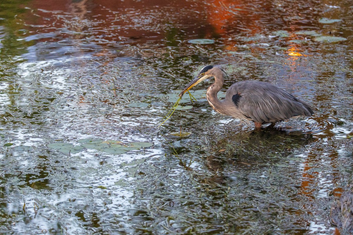 Paul Lantz tweet media