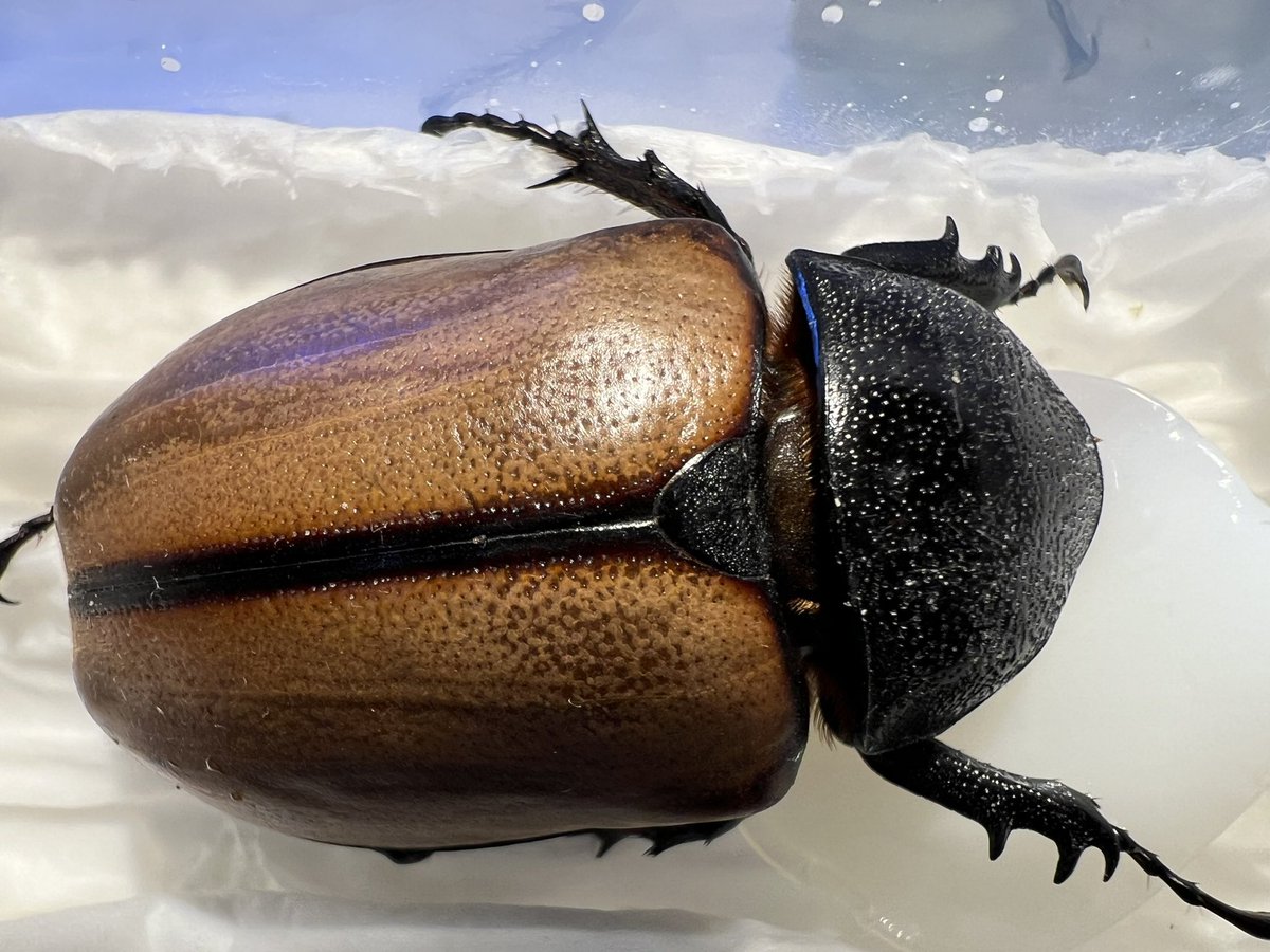 beetle_z's tweet photo. Eupatorus gracilicornis
#ゴホンヅノカブト
#タイ便ゴホンヅノカブト https://t.co/zXlqakg1Kr