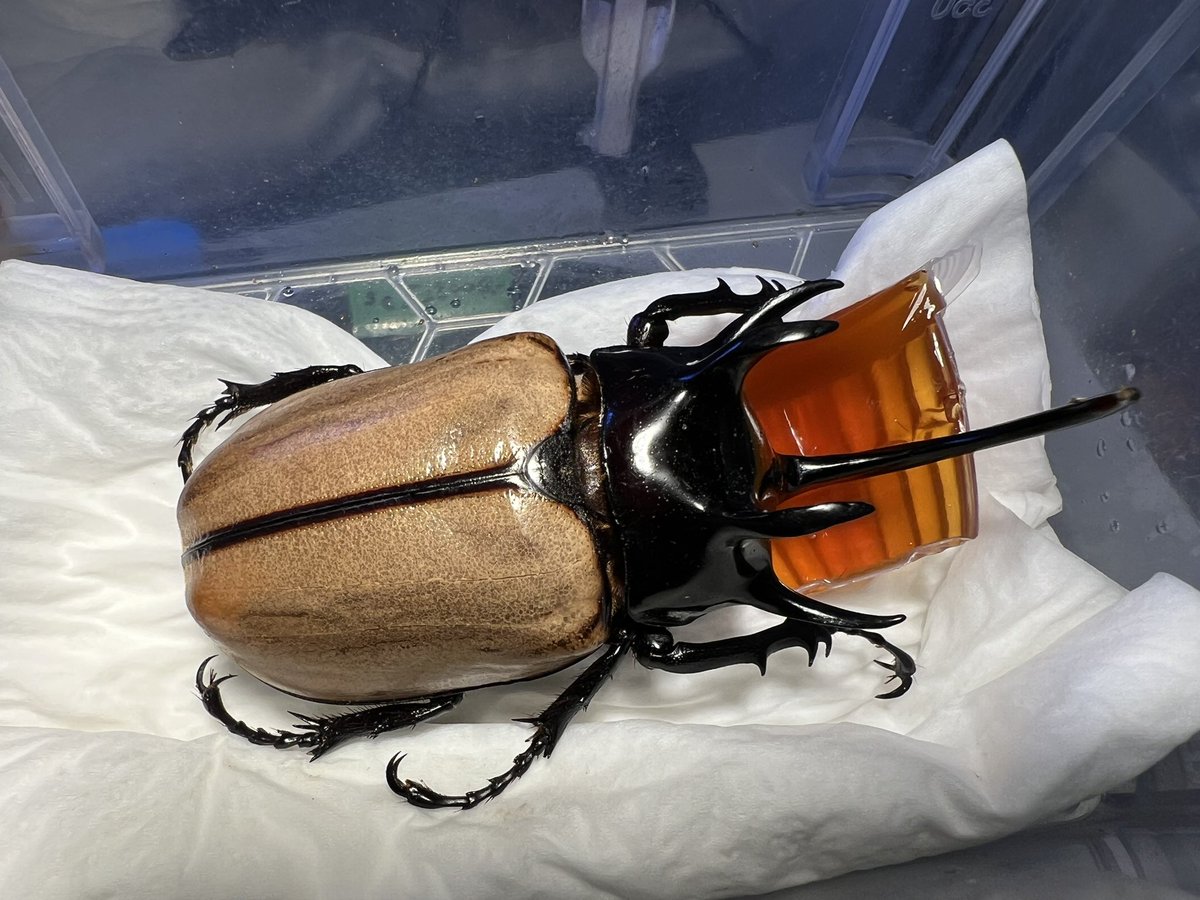 beetle_z's tweet photo. Eupatorus gracilicornis
#ゴホンヅノカブト
#タイ便ゴホンヅノカブト https://t.co/zXlqakg1Kr