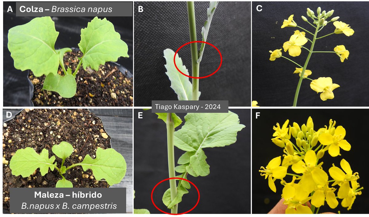 La correcta identificación de las malezas es esencial para su manejo. En la figura se observan las diferencias morfológicas entre colza (A,ByC) y brassica/maleza ("nabolza"-D,EyF). Destaco la diferencia en el formato de las hojas y la presencia aurícula pronunciada-maleza (E).
