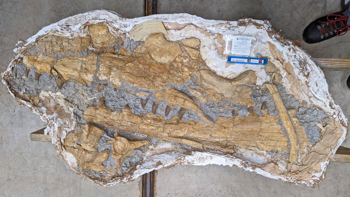 Dr. Adiel Klompmaker @paleoadiel.bsky.social (@paleoadiel) on Twitter photo #FossilFriday!! The 7th Mosasaur Meeting in Maastricht (The Netherlands) is ongoing. 😀 I will talk about the marine tetrapods in the <a href="/UAMNH/">Alabama Museum of Natural History</a> <a href="/uamuseums/">UA Museums</a> collection. This is a part of one giant, Mosasaurus hoffmannii from the Maastrichtian of Lowndes Co, Alabama. "Sweetie". #fossil #FossilFriday!! The 7th Mosasaur Meeting in Maastricht (The Netherlands) is ongoing. 😀 I will talk about the marine tetrapods in the <a href="/UAMNH/">Alabama Museum of Natural History</a> <a href="/uamuseums/">UA Museums</a> collection. This is a part of one giant, Mosasaurus hoffmannii from the Maastrichtian of Lowndes Co, Alabama. "Sweetie". #fossil