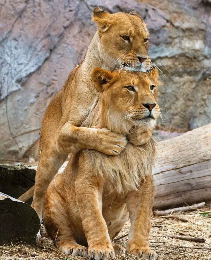 🦁Sırtını yaslayacak bir eş…